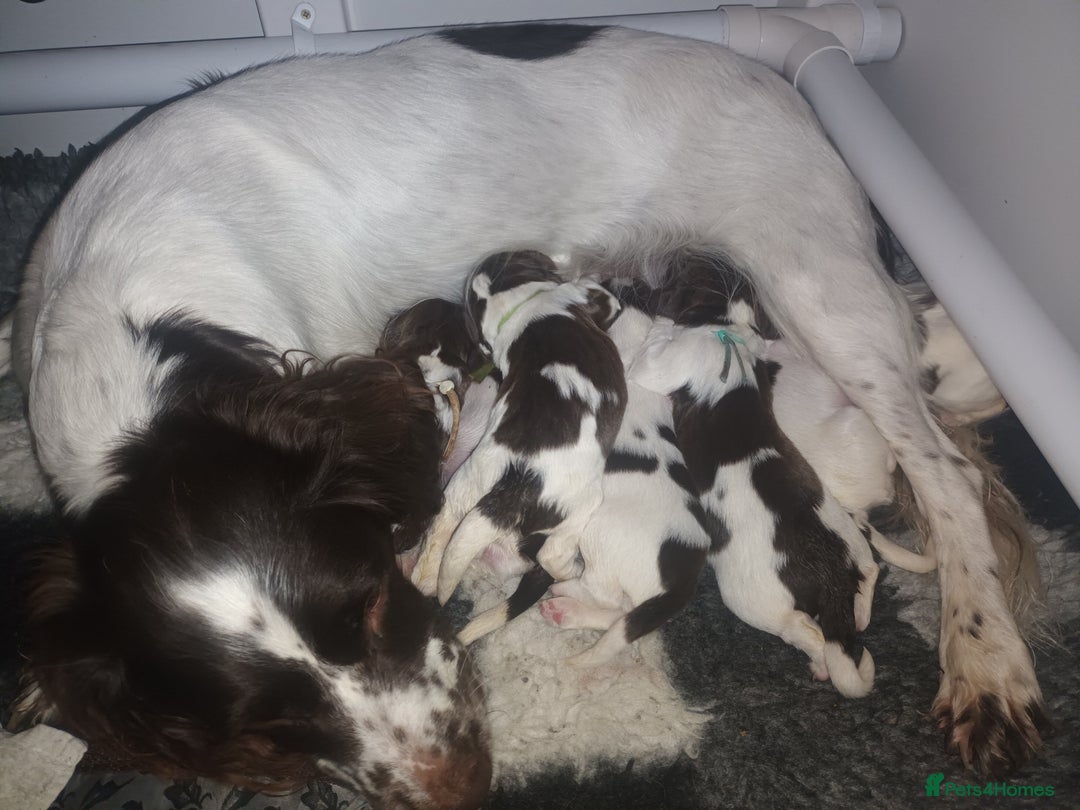 English Springer Spaniel dogs for sale: KC registered English Springer Spaniels - Image 2