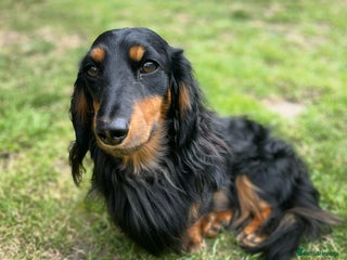 Miniature Dachshund dogs in Sheffield - Advert 15