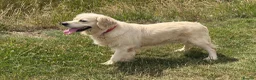 Golden Retriever dogs for sale: 3 Year old female for sale - Advert 4