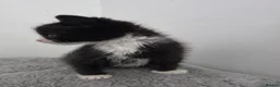 Ragdoll cats for sale: Black & White Ragdoll Kitten - Advert 9