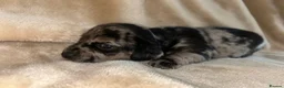 Jack Russell dogs for sale: Beautiful Jack Russell girls  - Advert 10