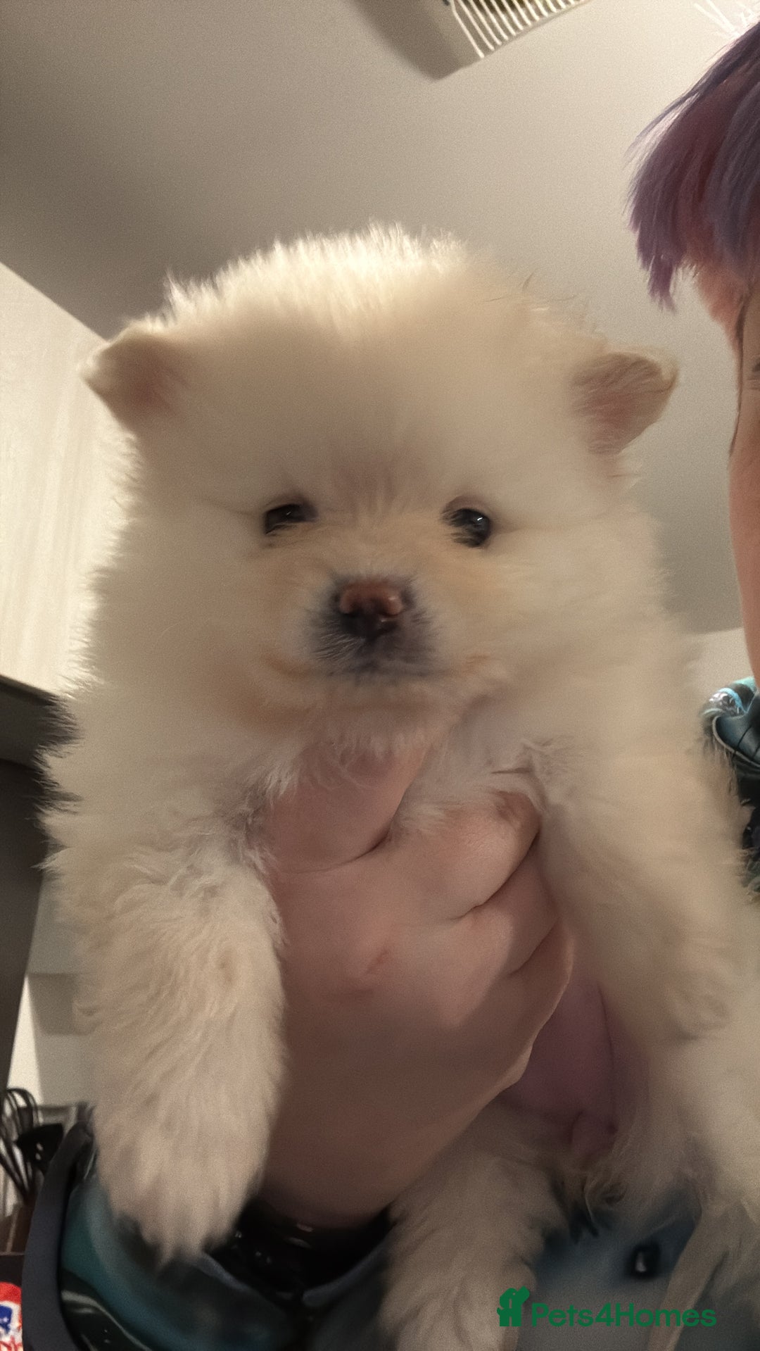 Pomeranian dogs for sale: 1 male 1 female  - Advert 12
