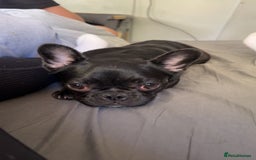 French Bulldog dogs for sale: Luna the Frenchie *FREE* - Image 17