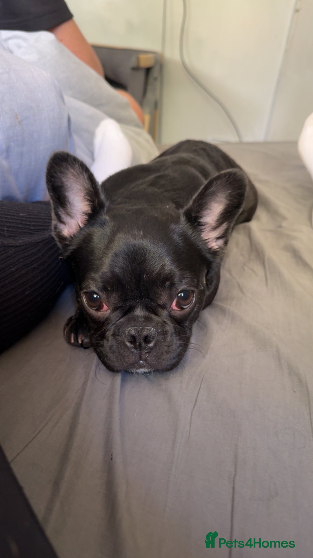French Bulldog dogs for sale: Luna the Frenchie *FREE* - Image 17