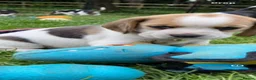 Beagle dogs for sale: kc reg pups ready NOVEMBER  - Advert 17