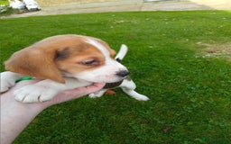 Beagle dogs for sale: Genuine Foot Beagles - Image 6