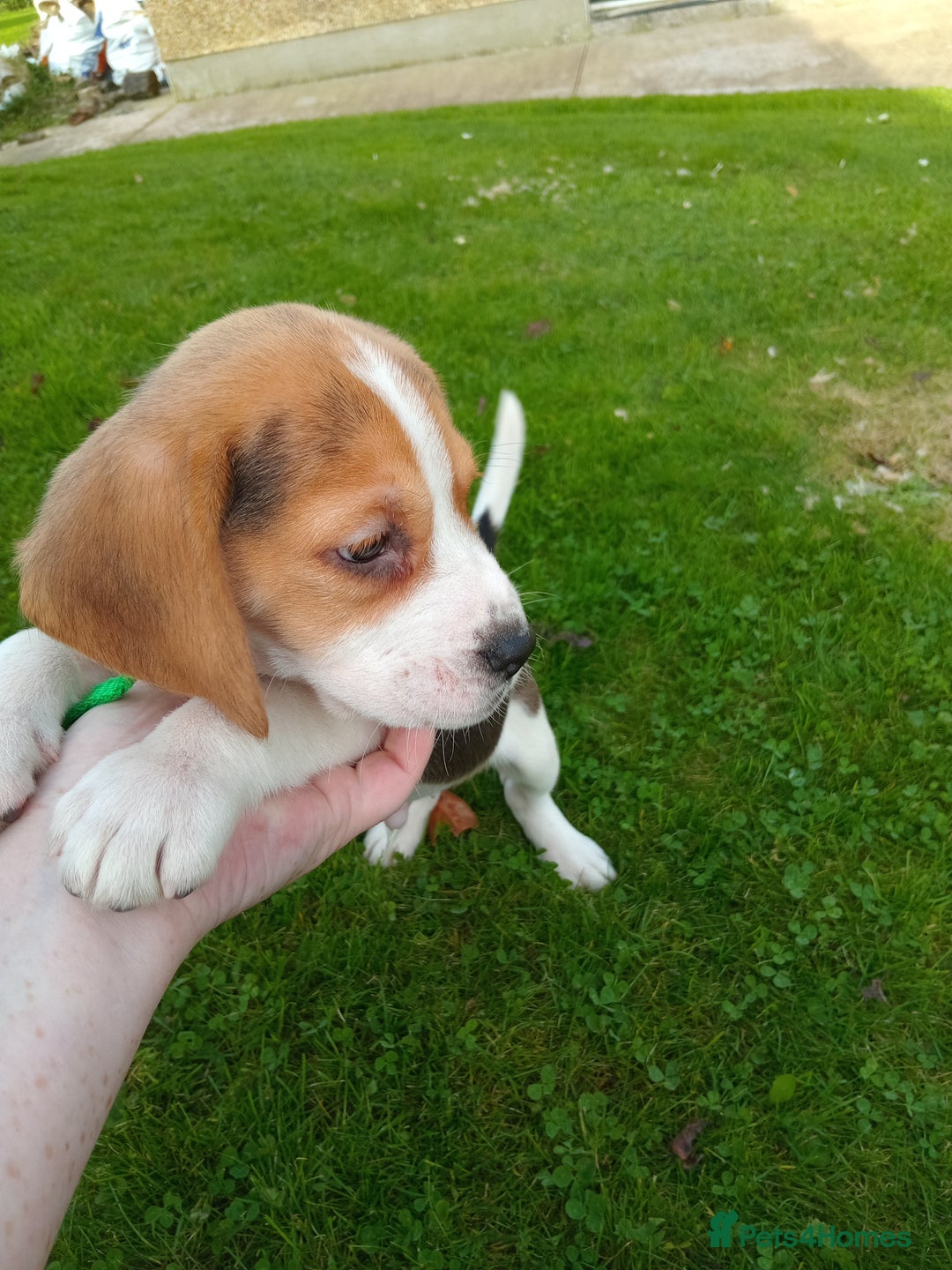 Beagle dogs for sale: Genuine Foot Beagles - Image 6