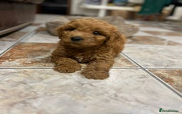 Mini Goldendoodle dogs for sale: Beautiful gentle Goldendoodle Girl - Image 6