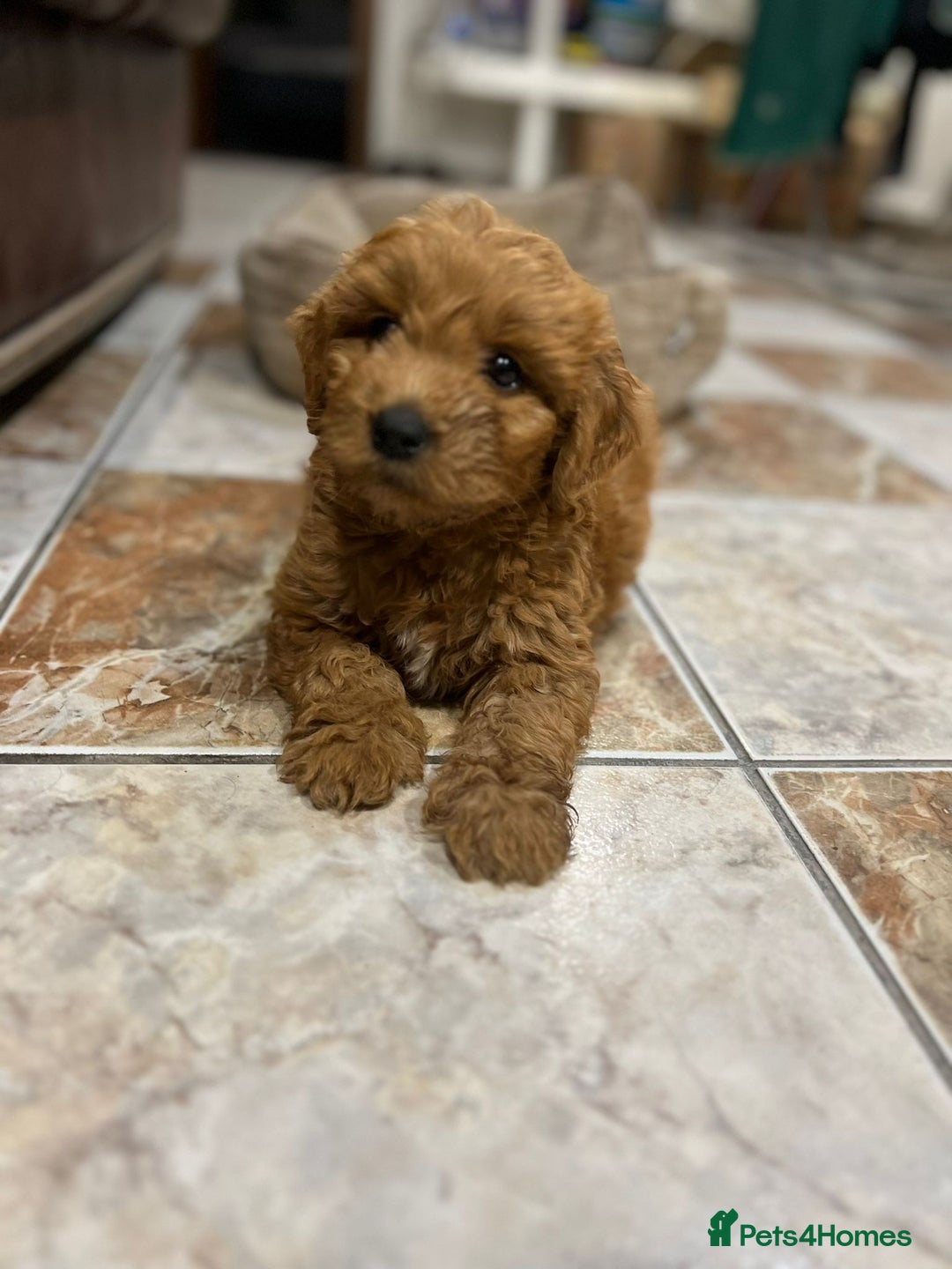 Mini Goldendoodle dogs for sale: Beautiful gentle Goldendoodle Girl - Image 6