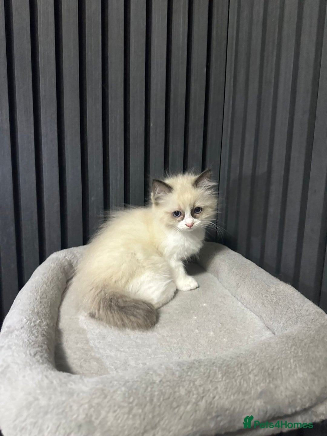 Ragdoll cats for sale: ragdoll kittens - Image 2