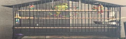 Ringnecks birds for sale: Green Female indian ringeck for sale - Advert 7