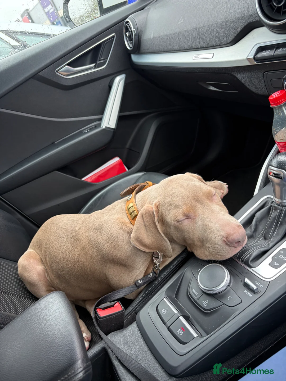 Staffordshire Bull Terrier dogs for sale: 16 week old merle staffy cross  - Advert 8