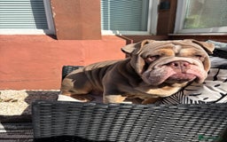 English Bulldog dogs for sale: Bulldog - Image 4