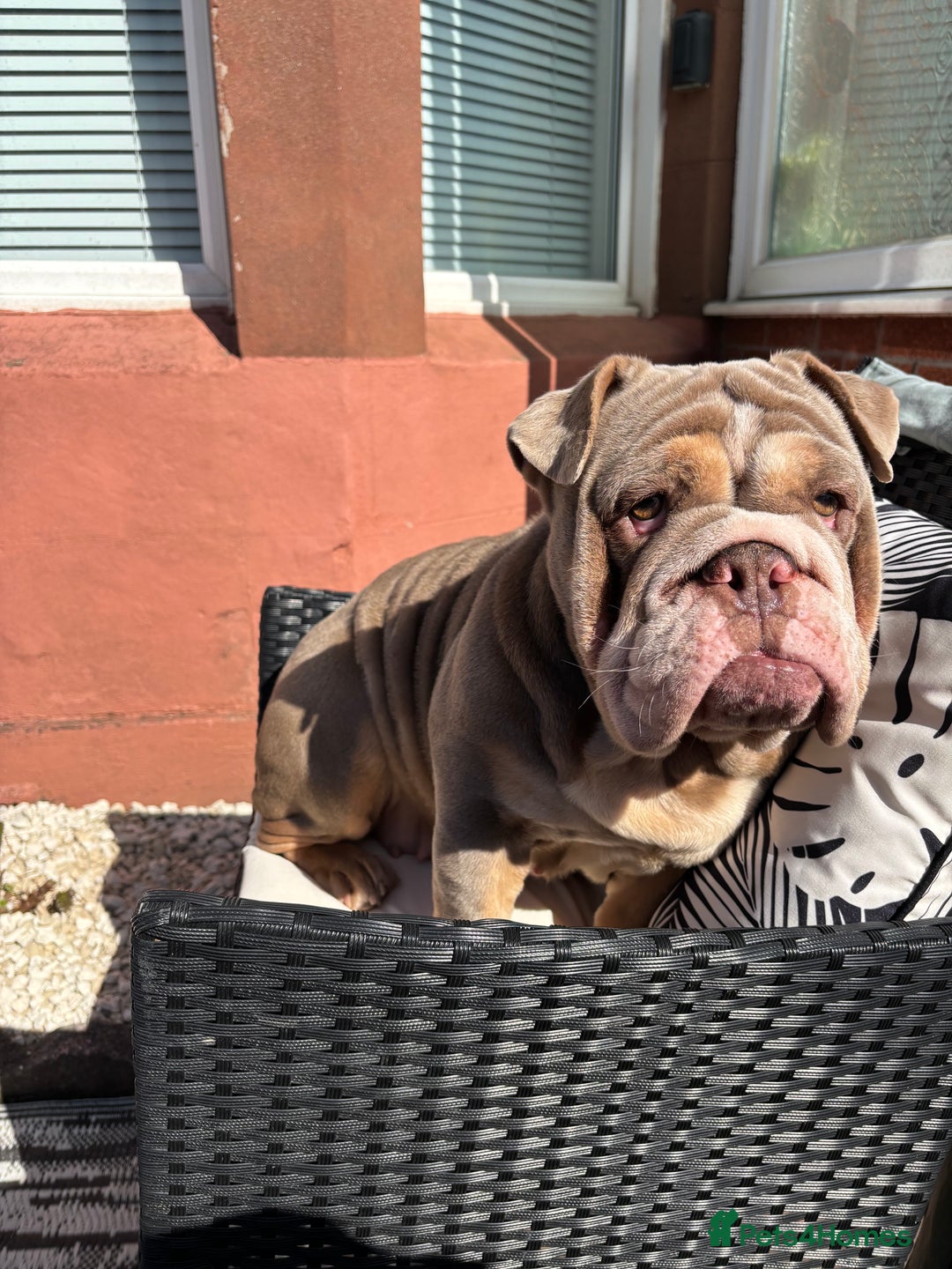 English Bulldog dogs for sale: Bulldog - Image 4