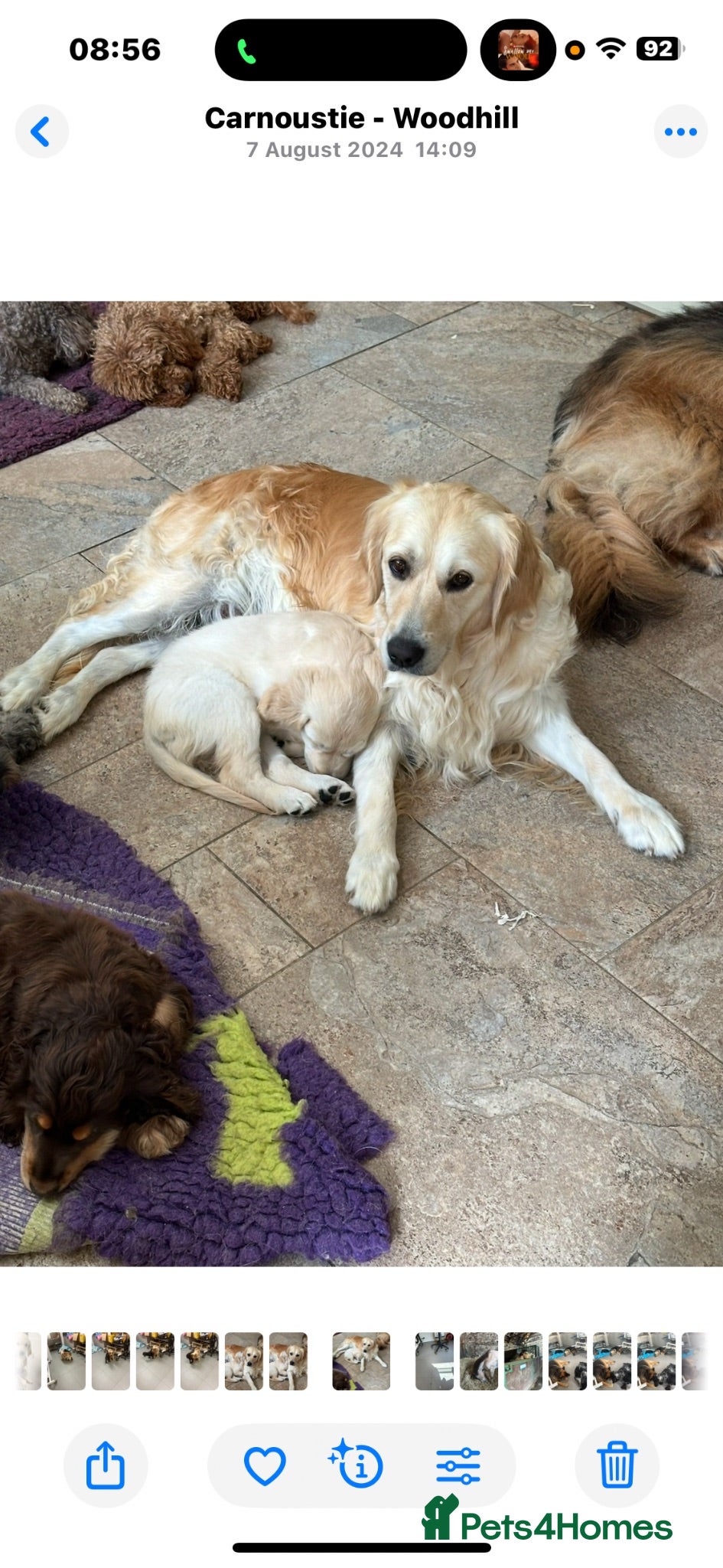 Golden Retriever dogs Kc reg golden retrievers  - Advert 1