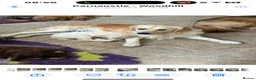 Golden Retriever dogs for sale: Kc reg golden retrievers  - Advert 1