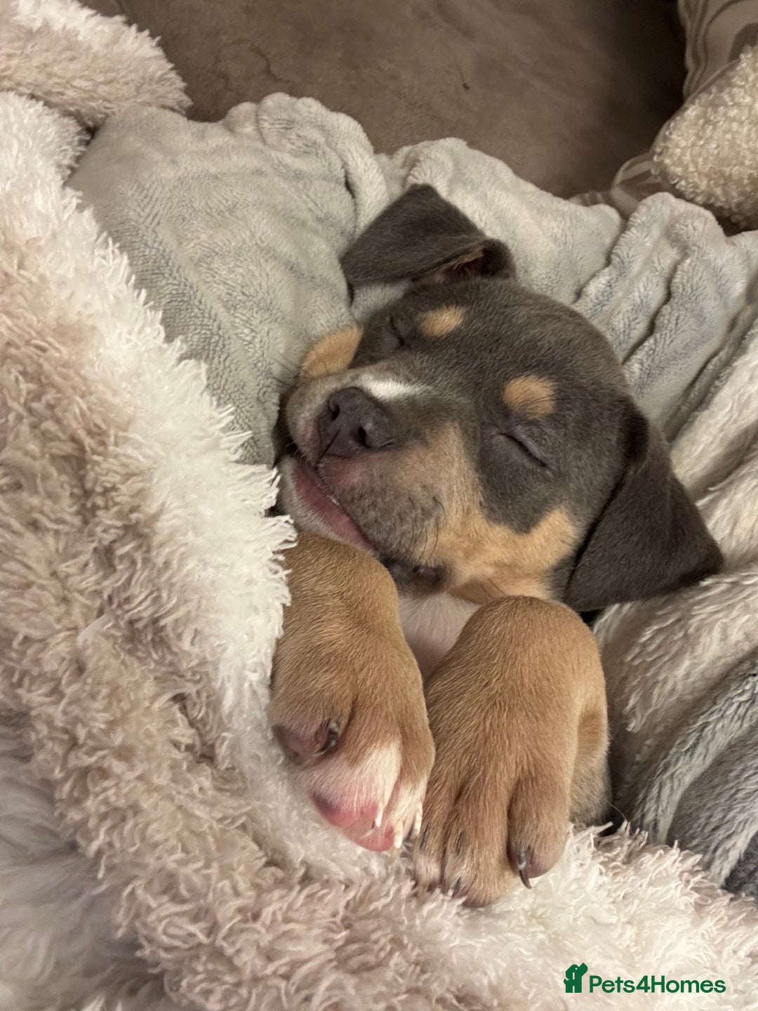 Mixed Breed dogs for sale: Amstaff mix, ready for forever home.  - Image 4