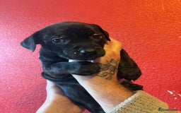 Mixed Breed dogs for sale: Staffordshire cross puppies  - Image 16