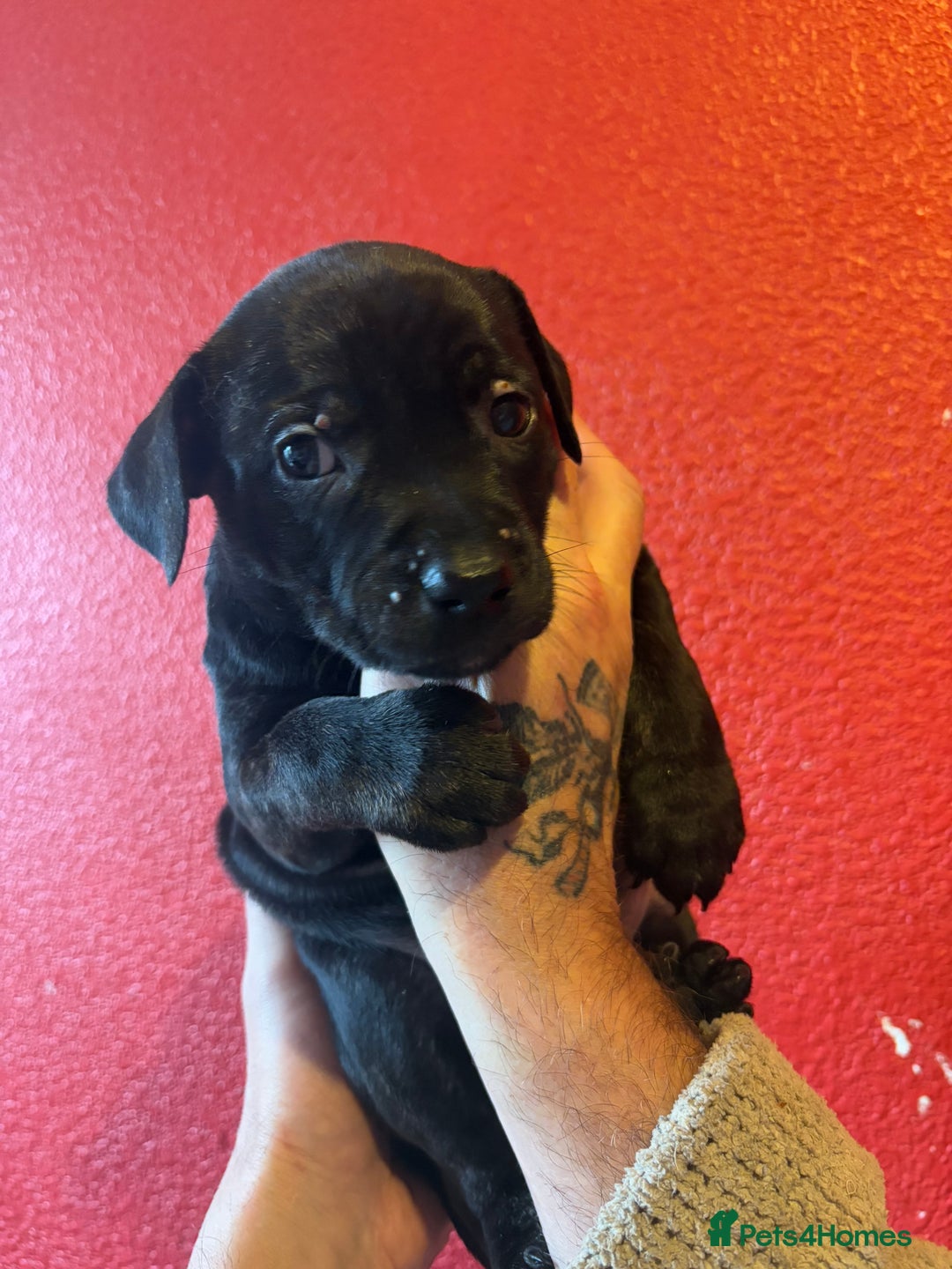 Mixed Breed dogs for sale: Staffordshire cross puppies  - Image 16