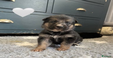 German Shepherd dogs - Advert 2