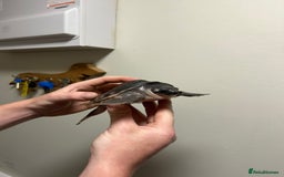 Turtle reptiles for sale: Fly river turtle need gone moving out - Image 8
