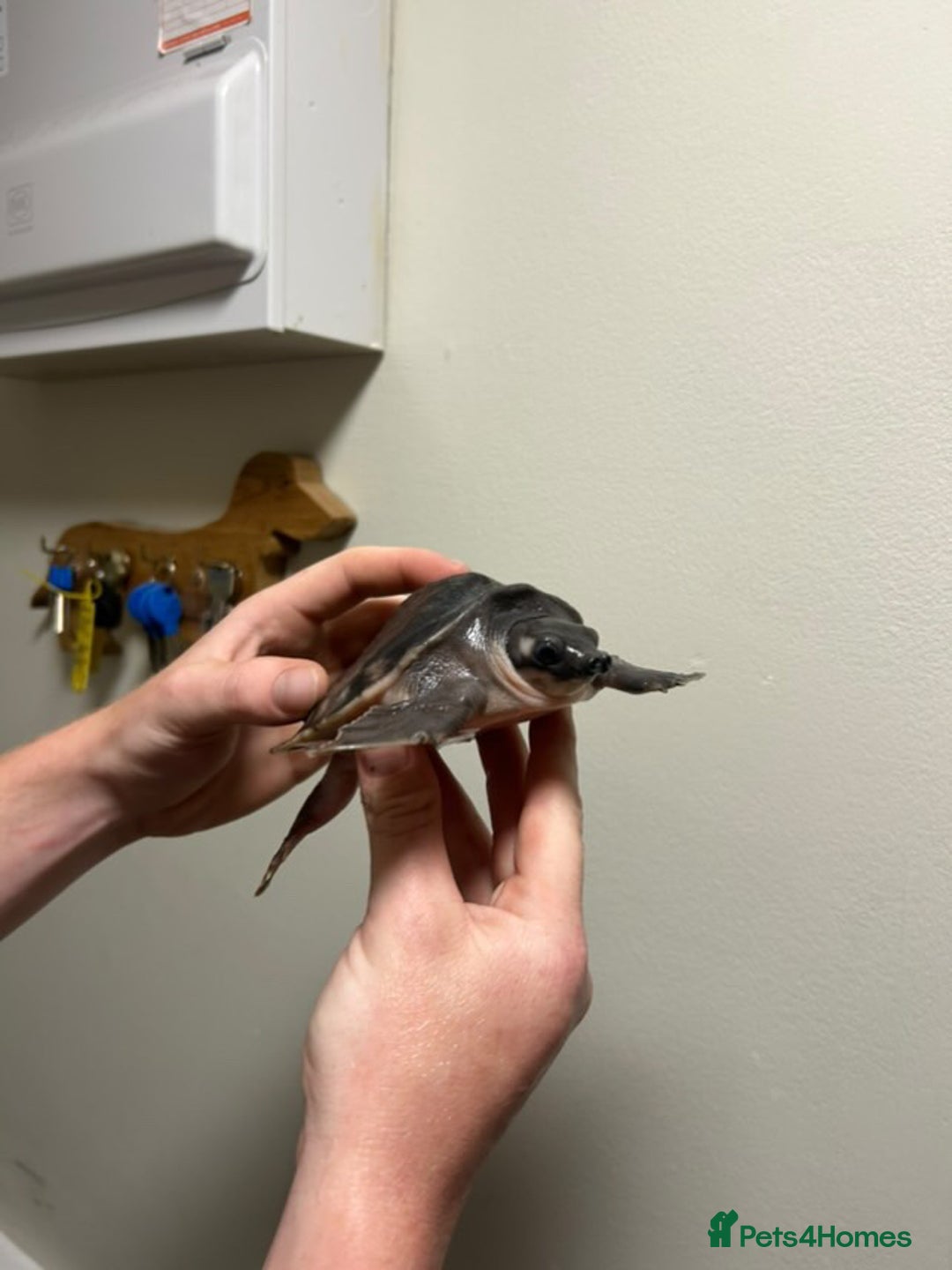 Turtle reptiles for sale: Fly river turtle need gone moving out - Image 8