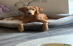 Labrador Retriever dogs for sale: Beautiful fox red girl looking for her forever hom - Image 5