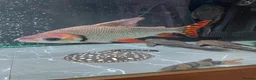 Other/Mixed Breed fish for sale: Flagtail 10 inch Prochilodus Semaprochilodus - Advert 4