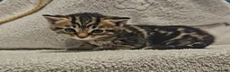Mixed Breed cats for sale: 3 Gorgeous Kittens - Advert 13