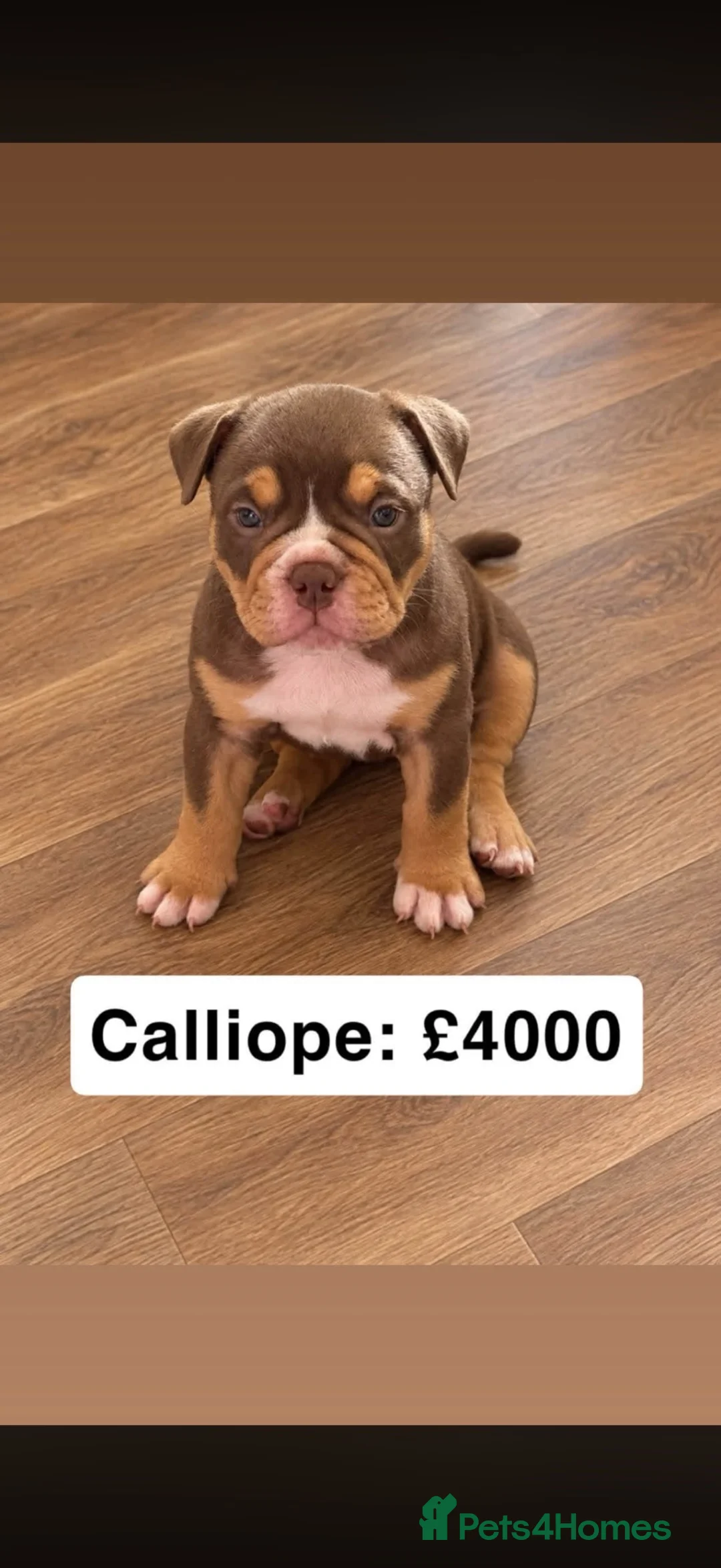 Mixed Breed dogs for sale: Pocket bully / Exotic bully  in Cardiff - Advert 2