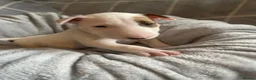 English Bull Terrier dogs for sale: 🐶 KC Registered English Bull Terrier Puppies 🐶 - Advert 4