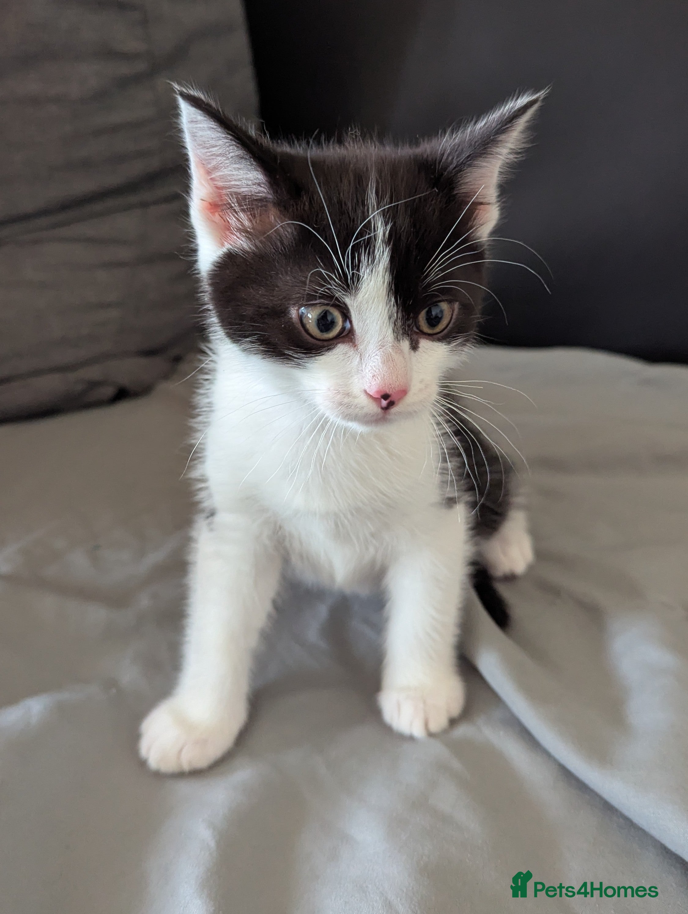 Mixed Breed cats for sale: Cats for sale - Advert 9