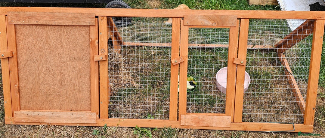 Hermann Tortoise reptiles for sale: Hurmman Tortoise  - Image 8