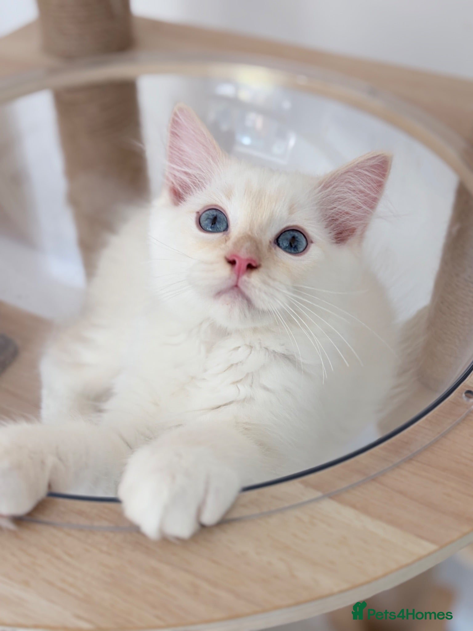 Ragdoll cats Very rare! TICA Red colour Ragdoll Kittens - Advert 2