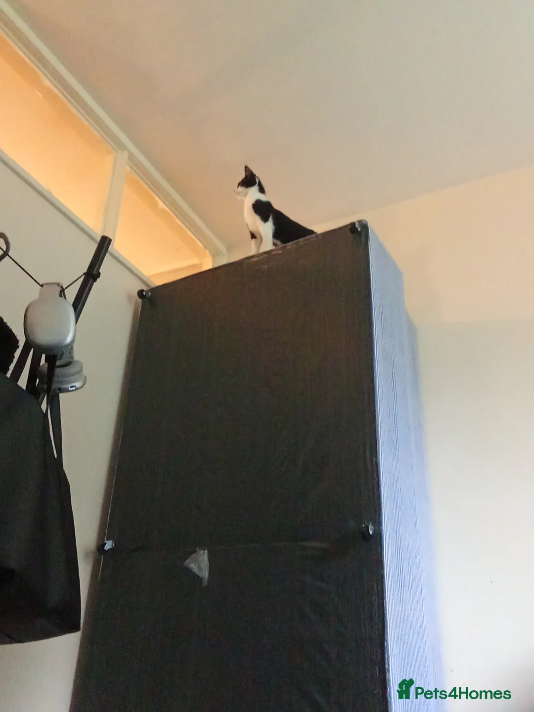 Mixed Breed cats for sale: Gorgeous kitten looking for his forever home - Advert 3