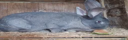 Continental Giant rabbits for sale: Pure and rare colour grey blue giant continental - Advert 9