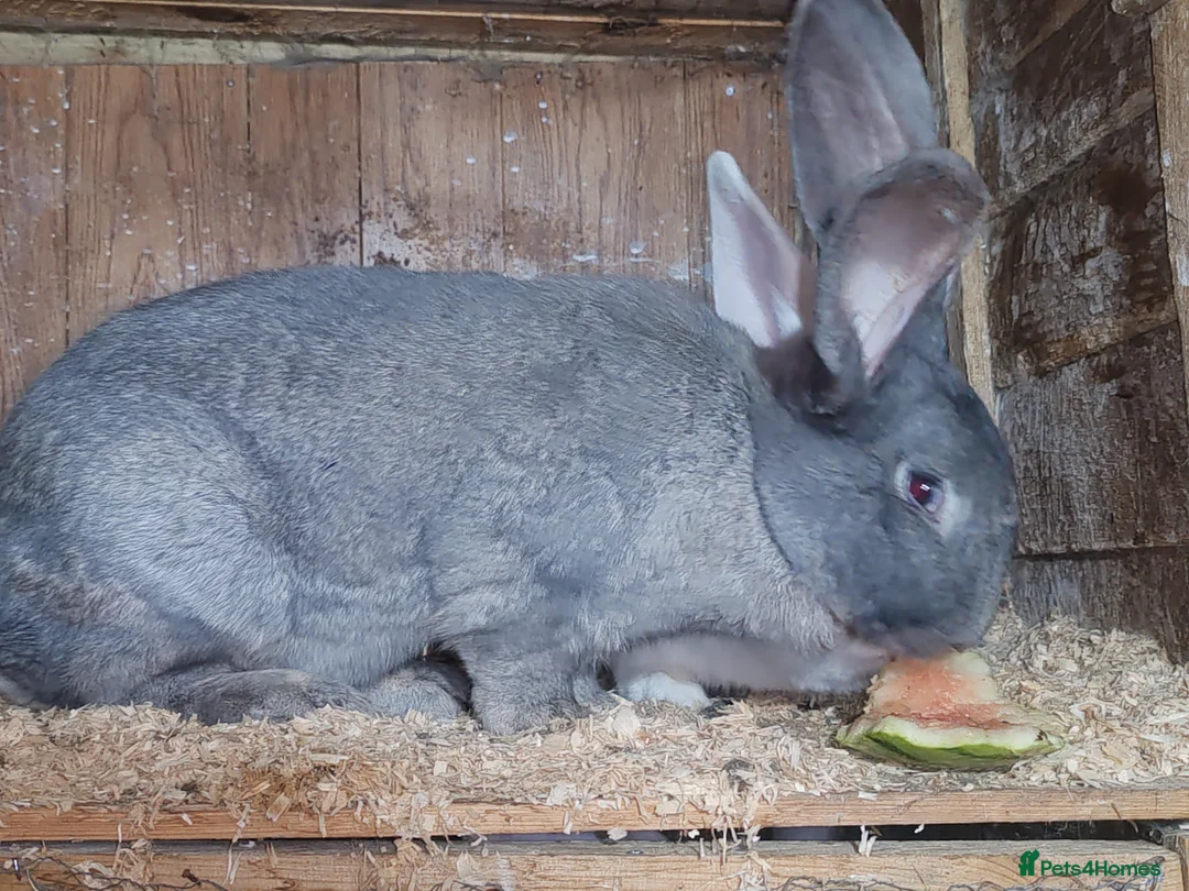 Continental Giant rabbits for sale: Pure and rare colour grey blue giant continental - Advert 9