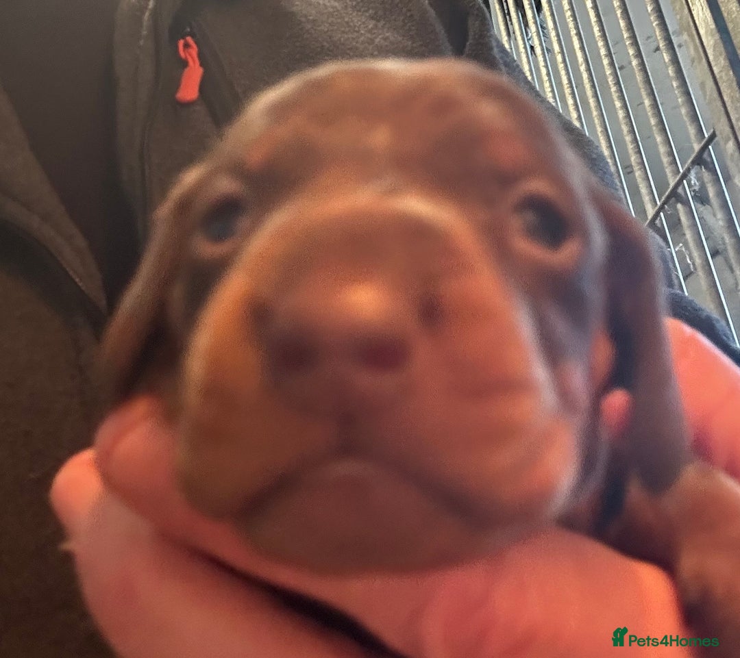 Dachshund dogs for sale: STUNNING KC REG STANDARD DACHSHUNDS  - Advert 13