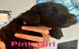 Cockapoo dogs for sale: Beautiful Teddy Bear F1 Cockapoo Merle puppies - Image 14