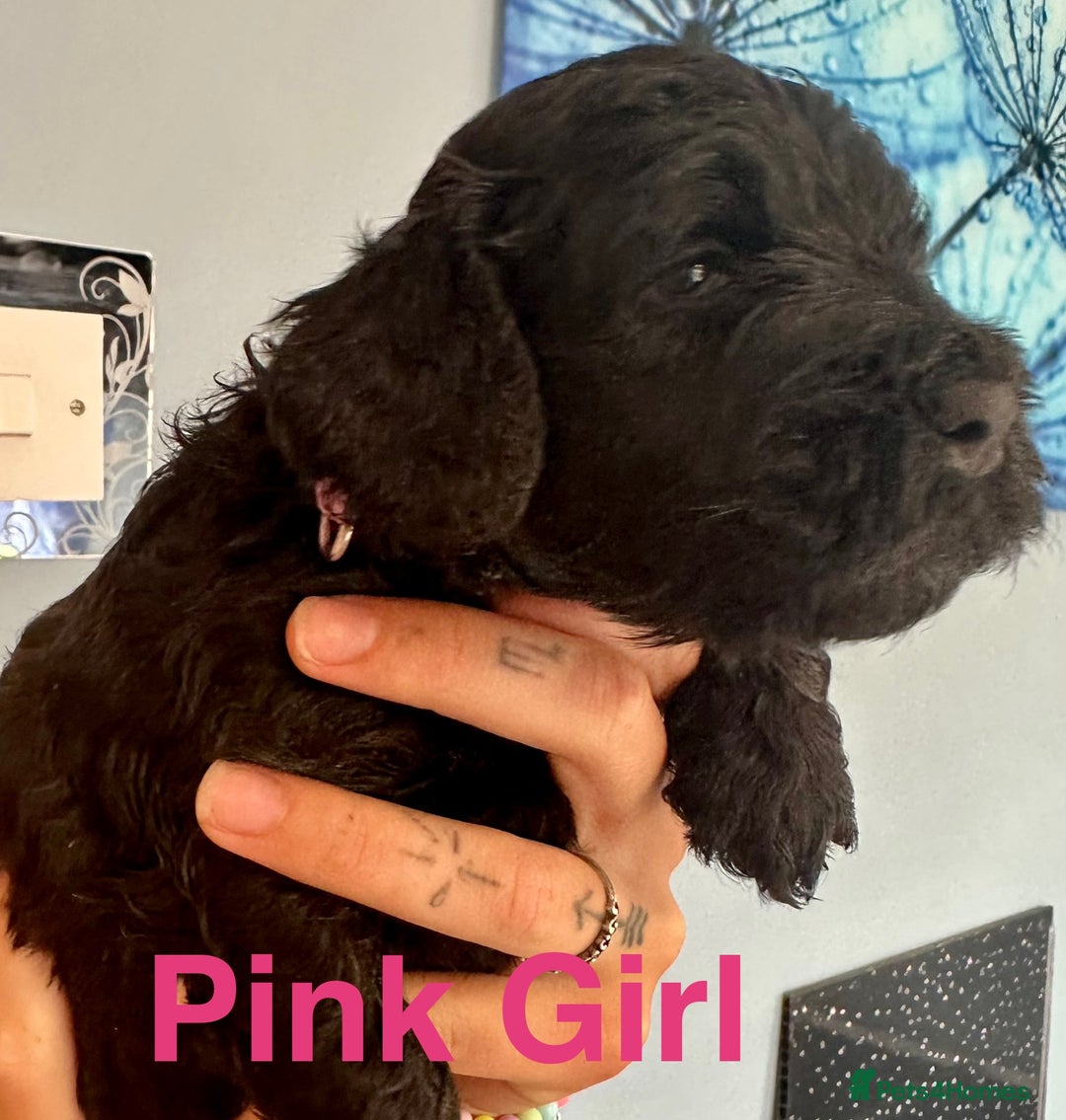 Cockapoo dogs for sale: Beautiful Teddy Bear F1 Cockapoo Merle puppies - Image 14