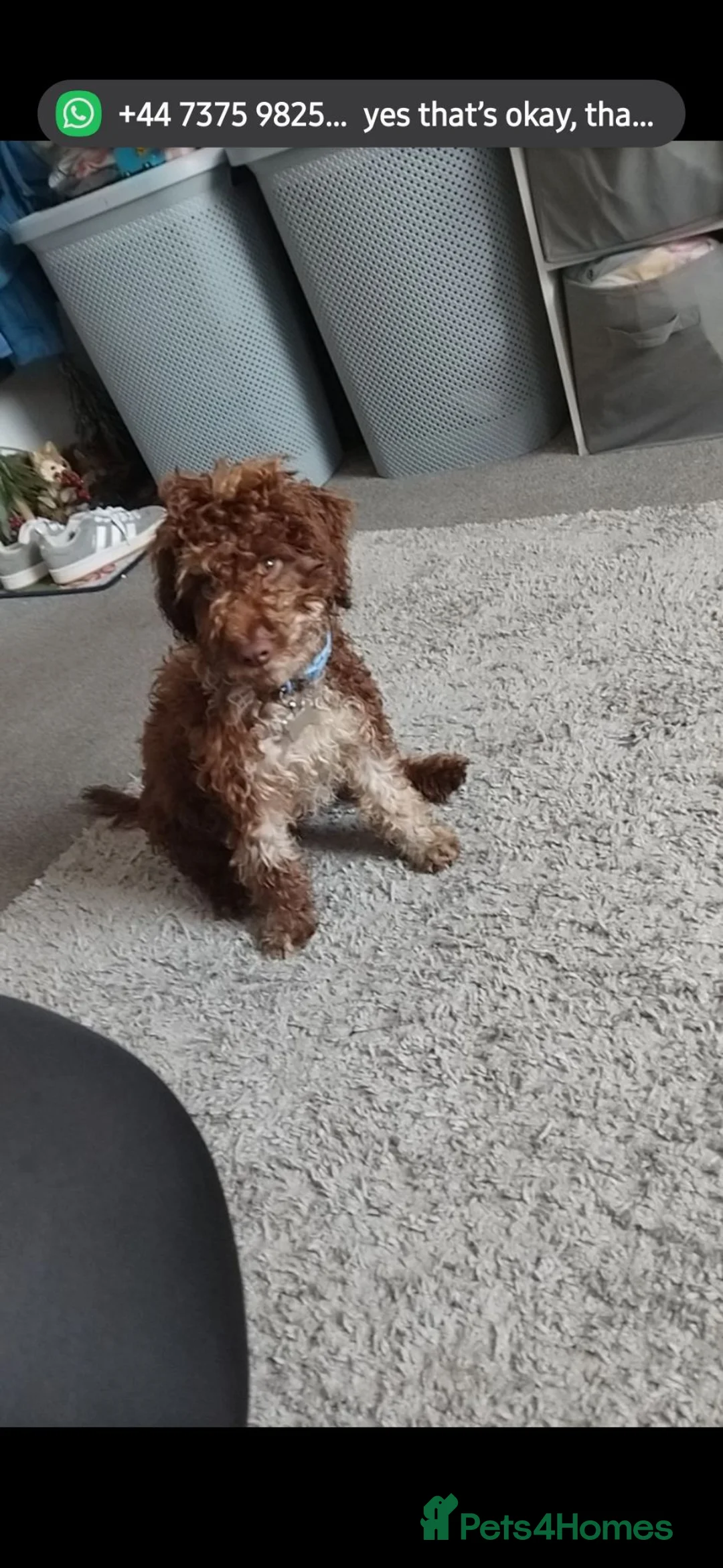 Cockapoo dogs for sale: 6 Month Old Cockerpoo - Advert 1