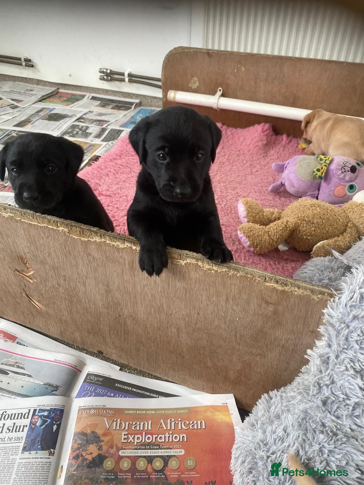 Labrador Retriever dogs Top Quality labrador Puppies - Advert 1