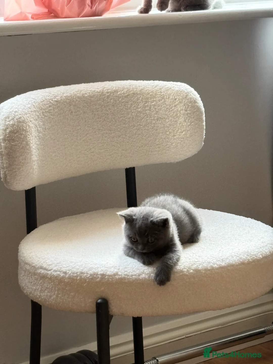 British Shorthair cats for sale: 💙Stunning Blue British Shorthair Boy Ready Soon💙 - Advert 13