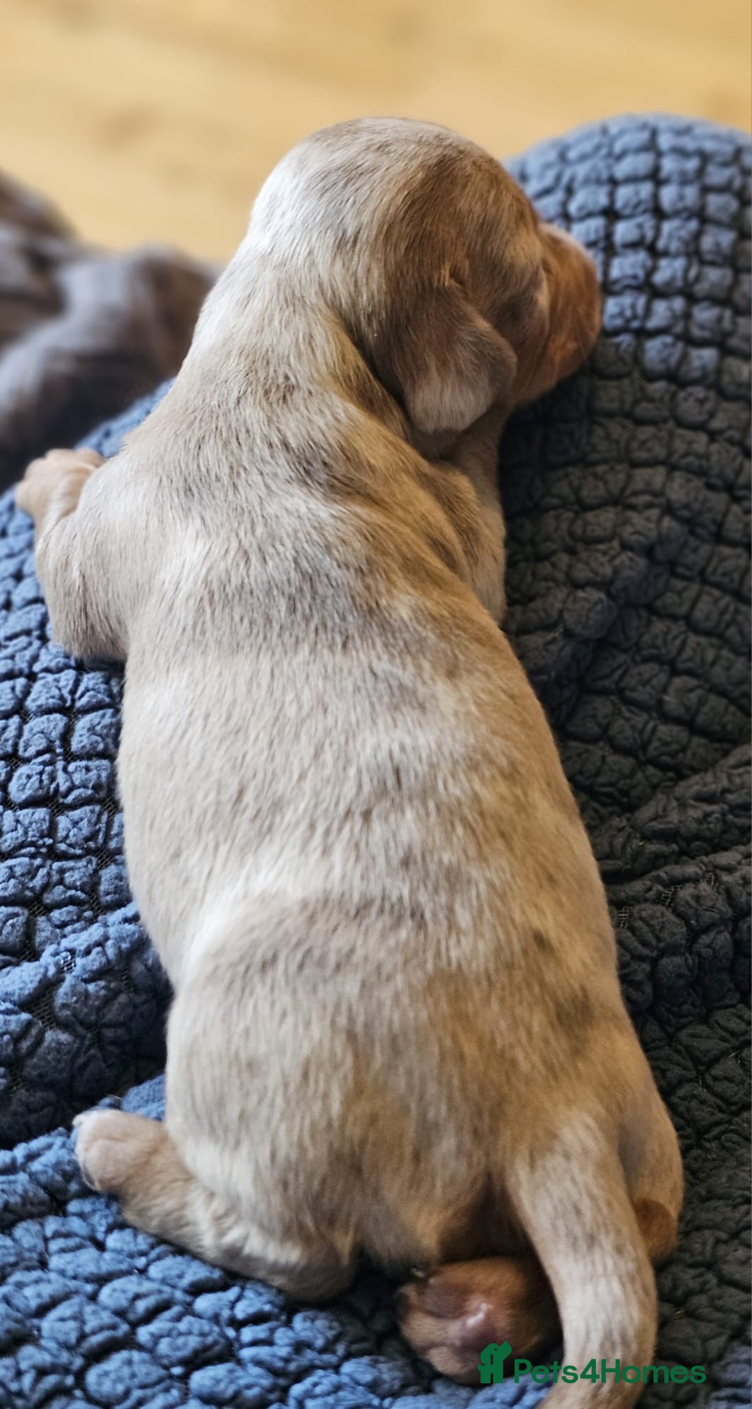 Dachshund dogs for sale: Isabella Dapple Dachshund Puppies - Advert 15