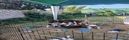 Sprocker dogs for sale: Spaniel puppies  in Melksham - Advert 2