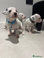 Dalmatian dogs Dalmatians for Sale (Last Girl & 3 Boys Left) - Advert 11