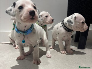 Dalmatian dogs Dalmatians for Sale (Last Girl / 4 Boys Left) - Advert 6