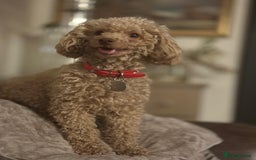 Toy Poodle dogs for sale: Beautiful RED & APRICOT Toy Poodles  - Image 2