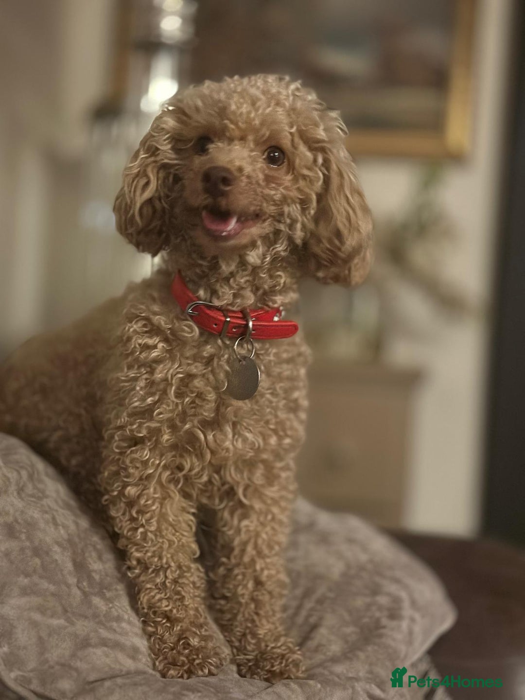 Toy Poodle dogs for sale: Beautiful RED & APRICOT Toy Poodles  - Image 2