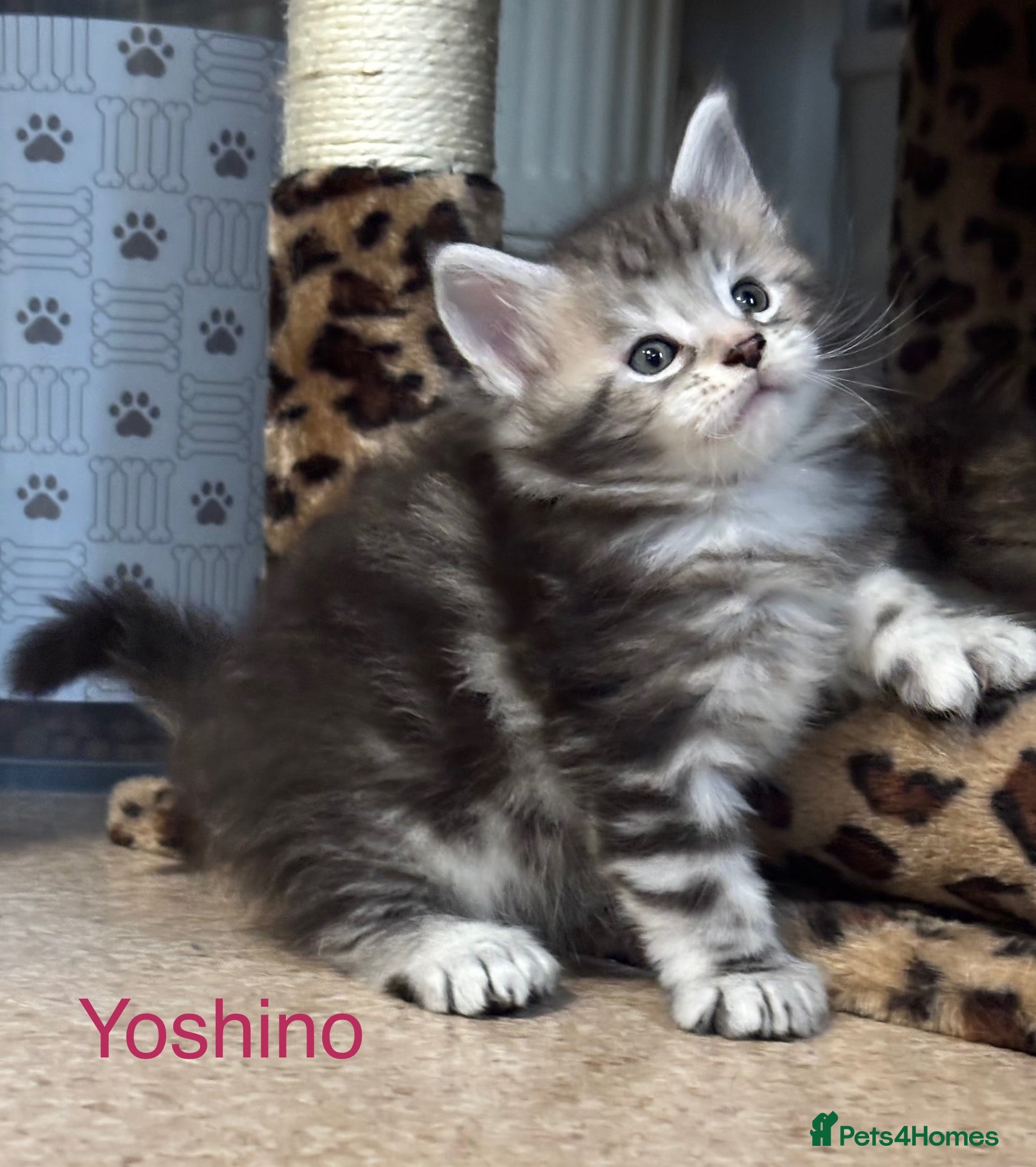 Maine Coon cats Stunning Maine coon polydactyl litter - Advert 12
